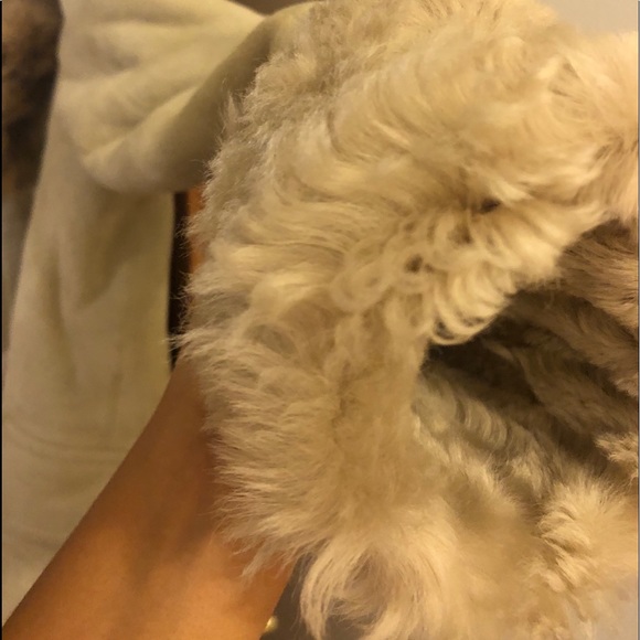 Leather Outlined Fur Coach Shearling - Picture 4 of 5